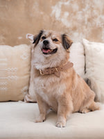 Collier en cuir beige pour chien