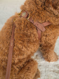 Hundegeschirr Leder braun