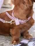 Collier en cuir rose pour chien