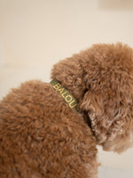 Dog Collar Green