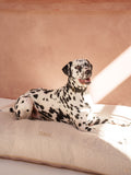 Cojín Perro Bouclé Crudo