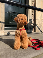 Hundegeschirr Leder Rot